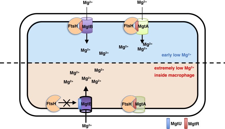 Mg2+ transporter regulation by FtsH in Salmonella