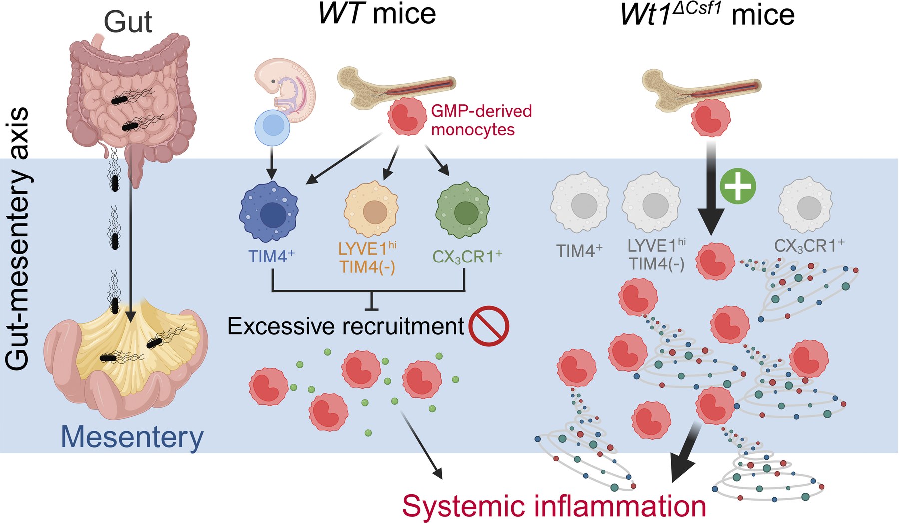 Mesenteric macrophages control systemic inflammation