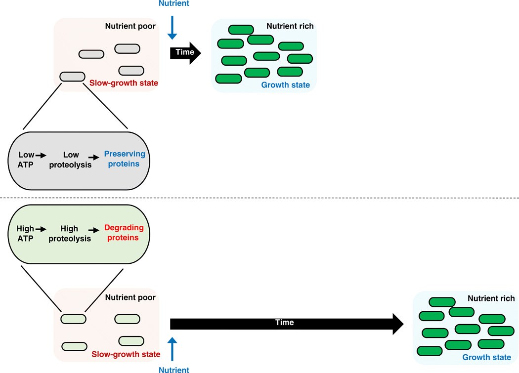 ATP-dependent proteolysis and bacterial regrowth