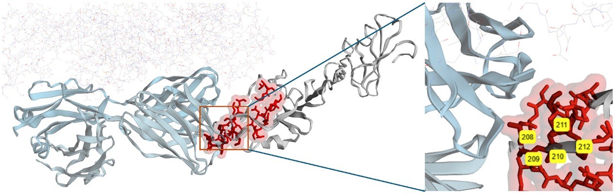 Protective bacterial antigen structure