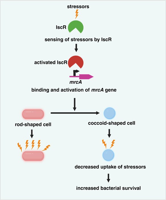 IscR-mediated morphological change in Acinetobacter baumannii